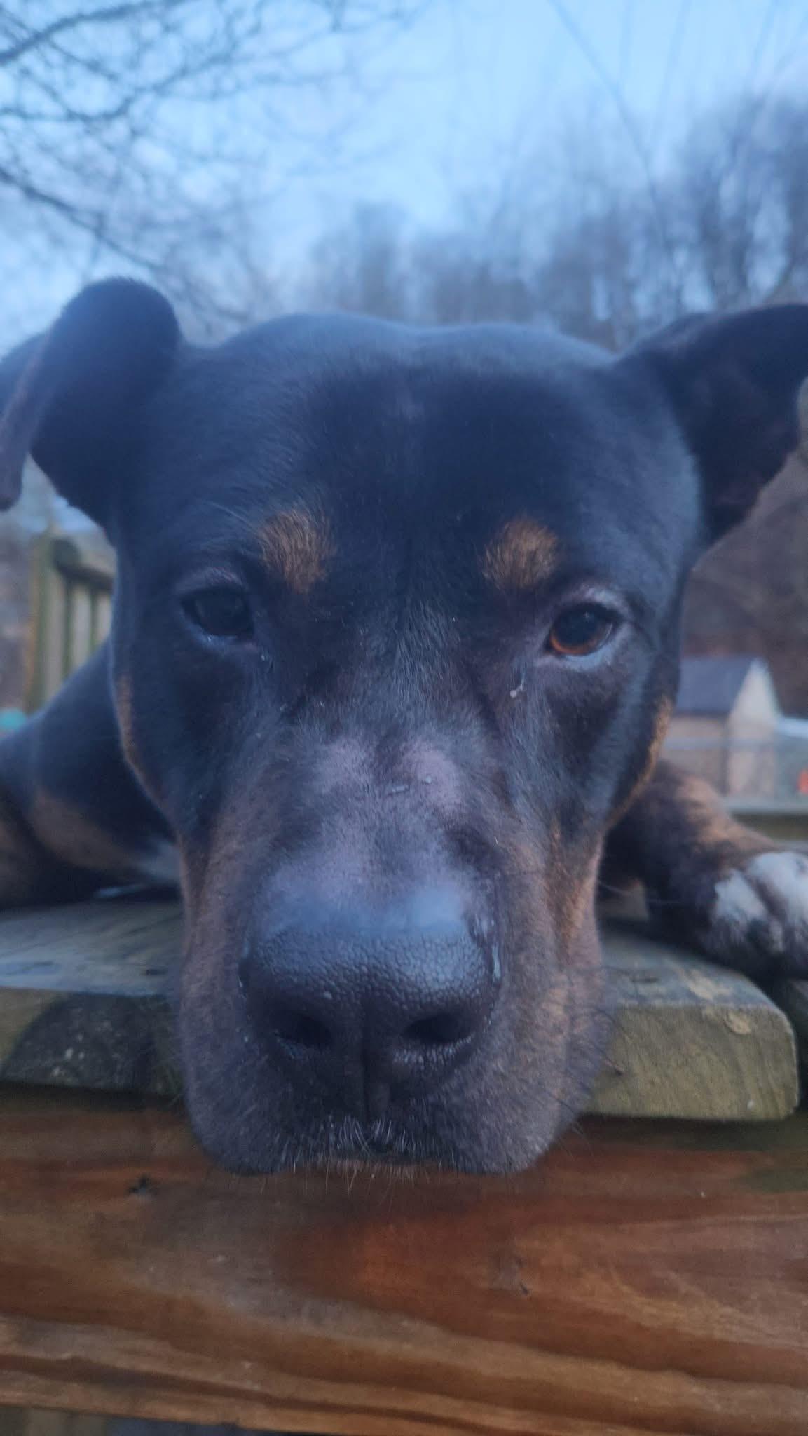 Enlarge Howard, an adopted mixed breed in North Huntingdon, PA image 2/4