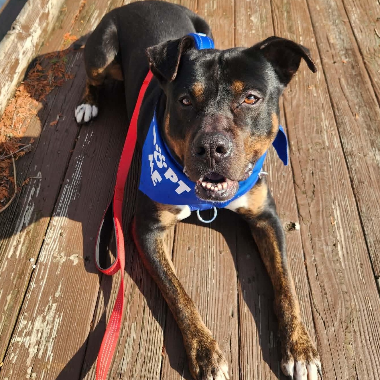 Enlarge Howard, an adopted mixed breed in North Huntingdon, PA image 1/4