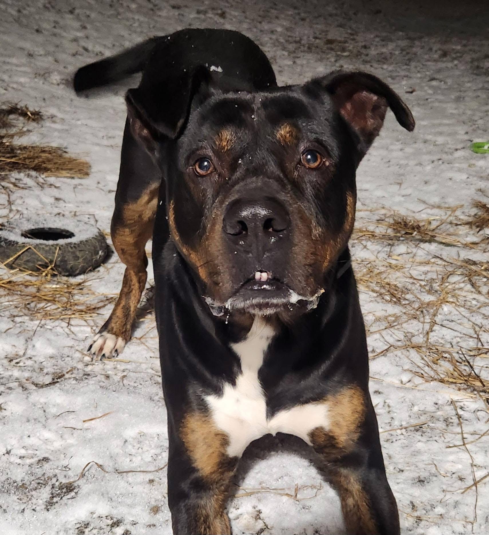 Enlarge Howard, an adopted mixed breed in North Huntingdon, PA image 3/4