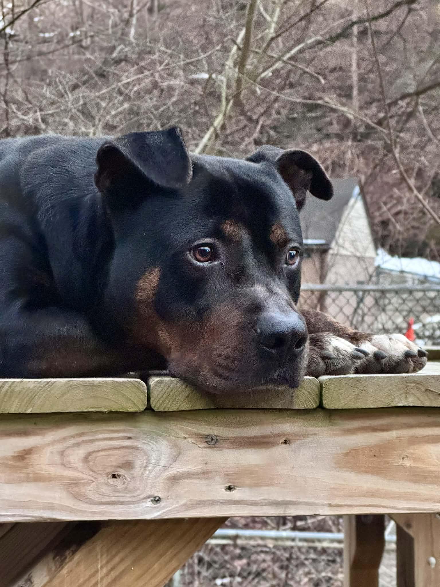 Enlarge Howard, an adopted mixed breed in North Huntingdon, PA image 4/4