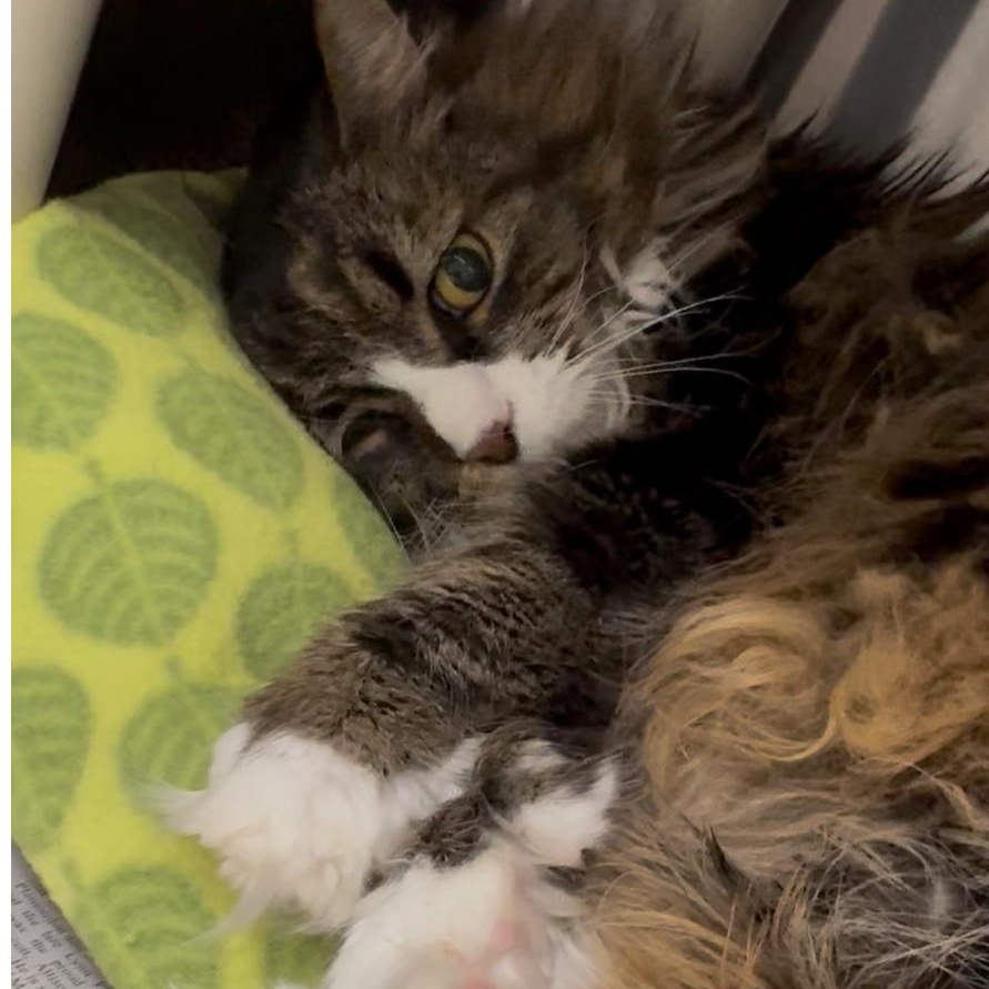 Enlarge Berlin , an adopted mixed breed in North Kingstown, RI image 1/6