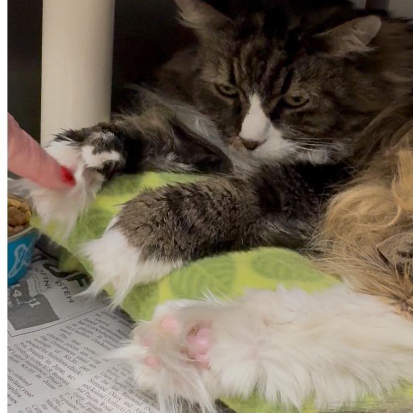 Enlarge Berlin , an adopted mixed breed in North Kingstown, RI image 3/6