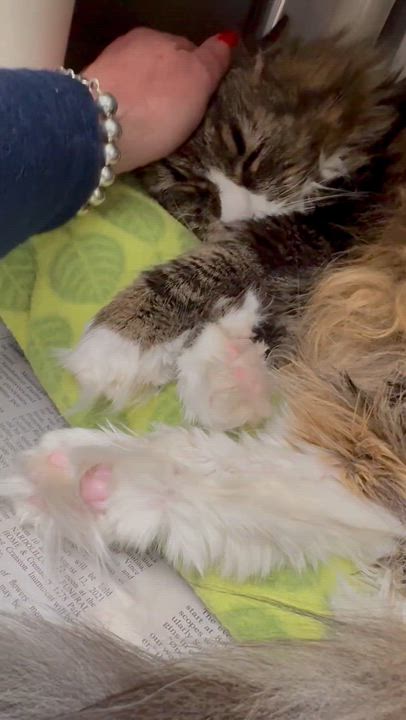 Enlarge Berlin , an adopted mixed breed in North Kingstown, RI video 6/6