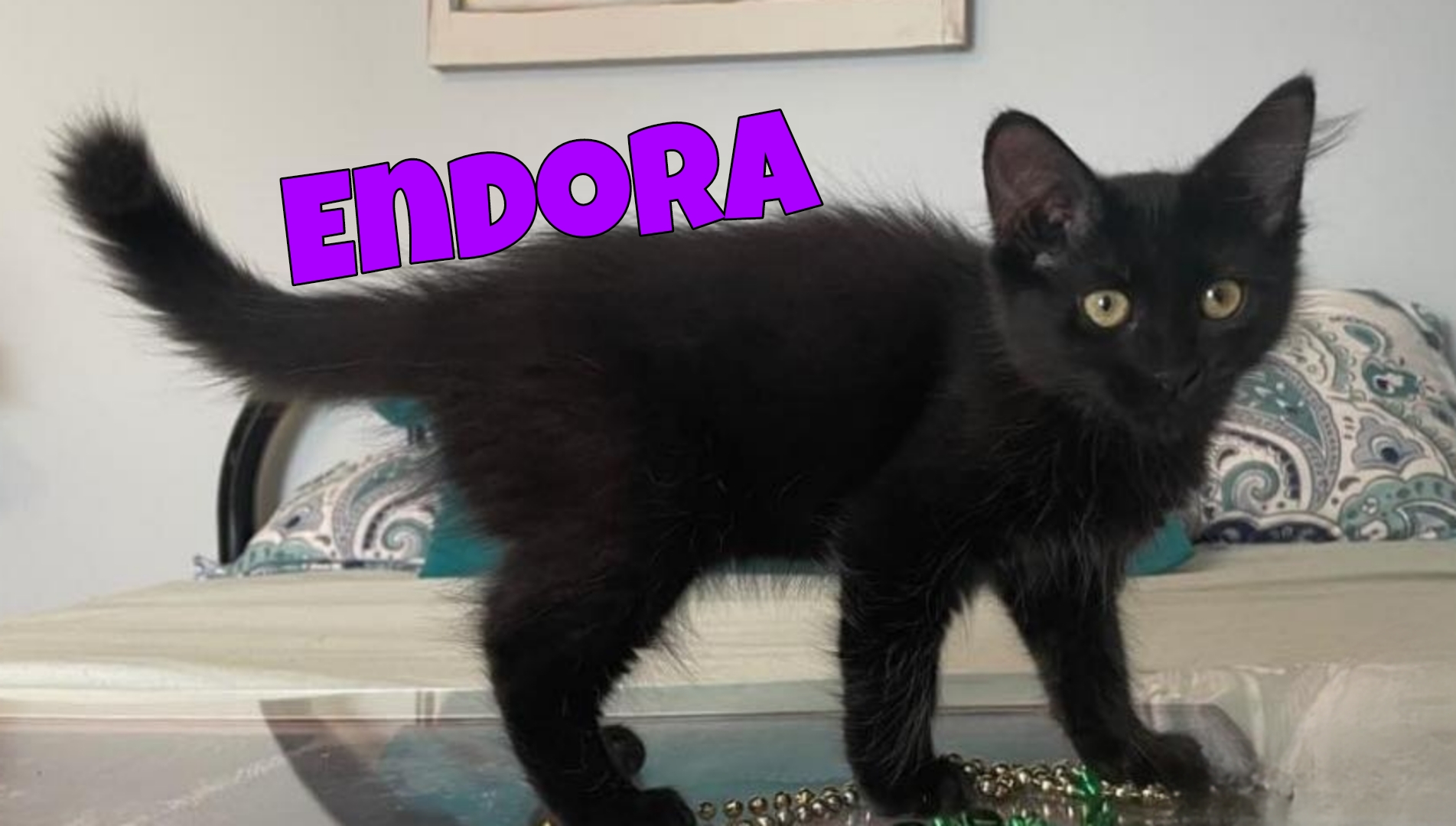 Endora, Adopted, Young Female Domestic Short Hair.