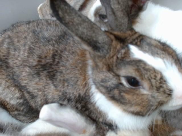 STEVEN, Adoptable, Young Male Bunny Rabbit.