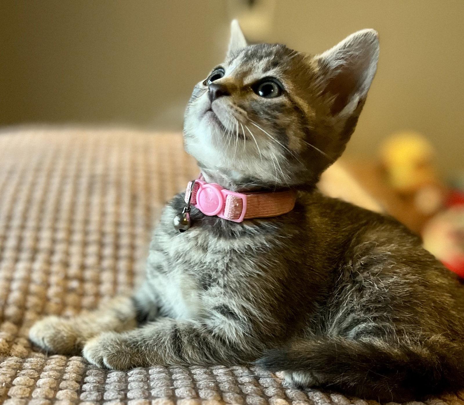 EUCALYPTUS, Adopted, Kitten Female Tabby & Domestic Short Hair.
