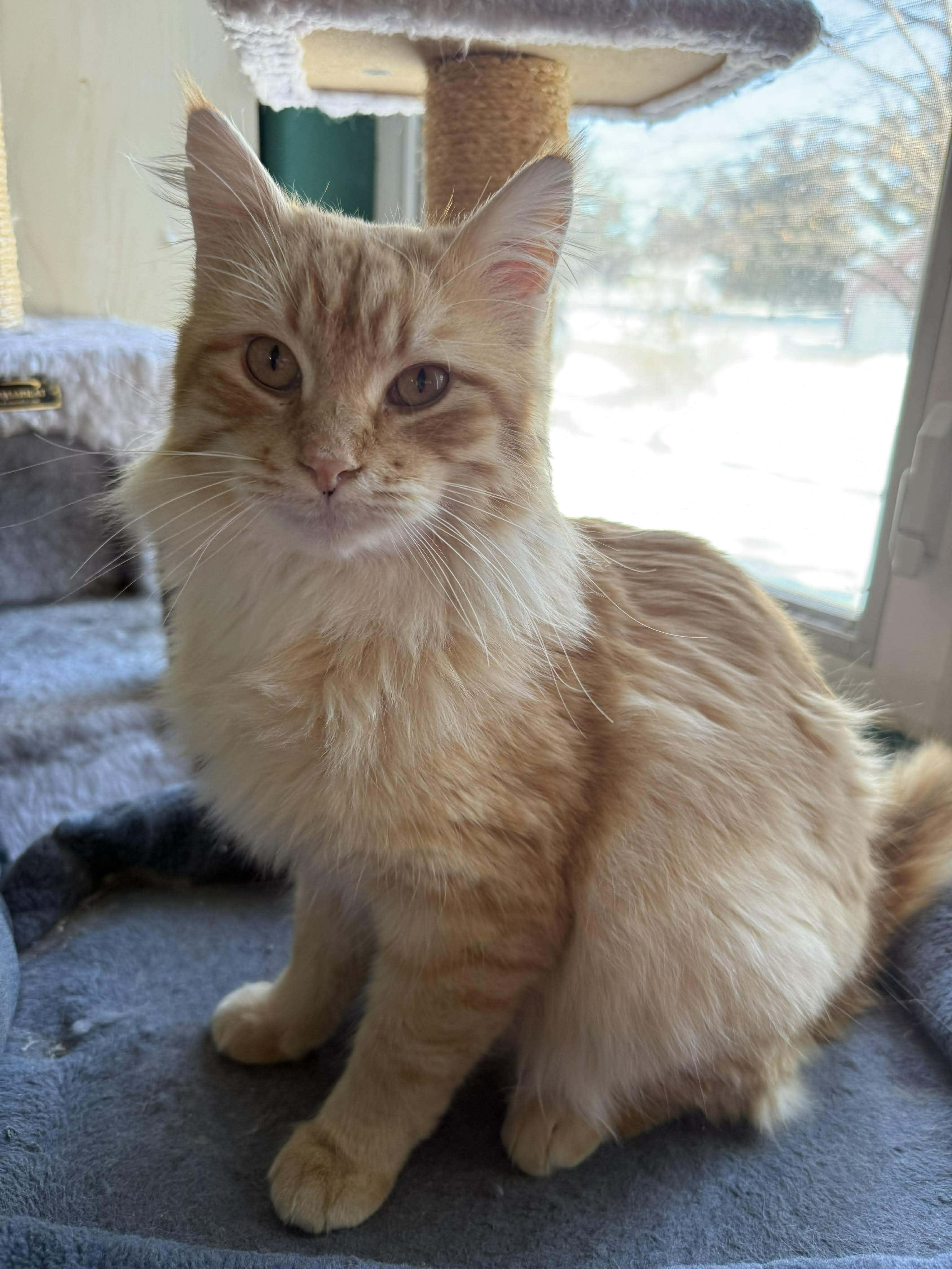 Enlarge Fluffy, a ADOPTABLE Domestic Long Hair in Waterloo, IA image 1/4