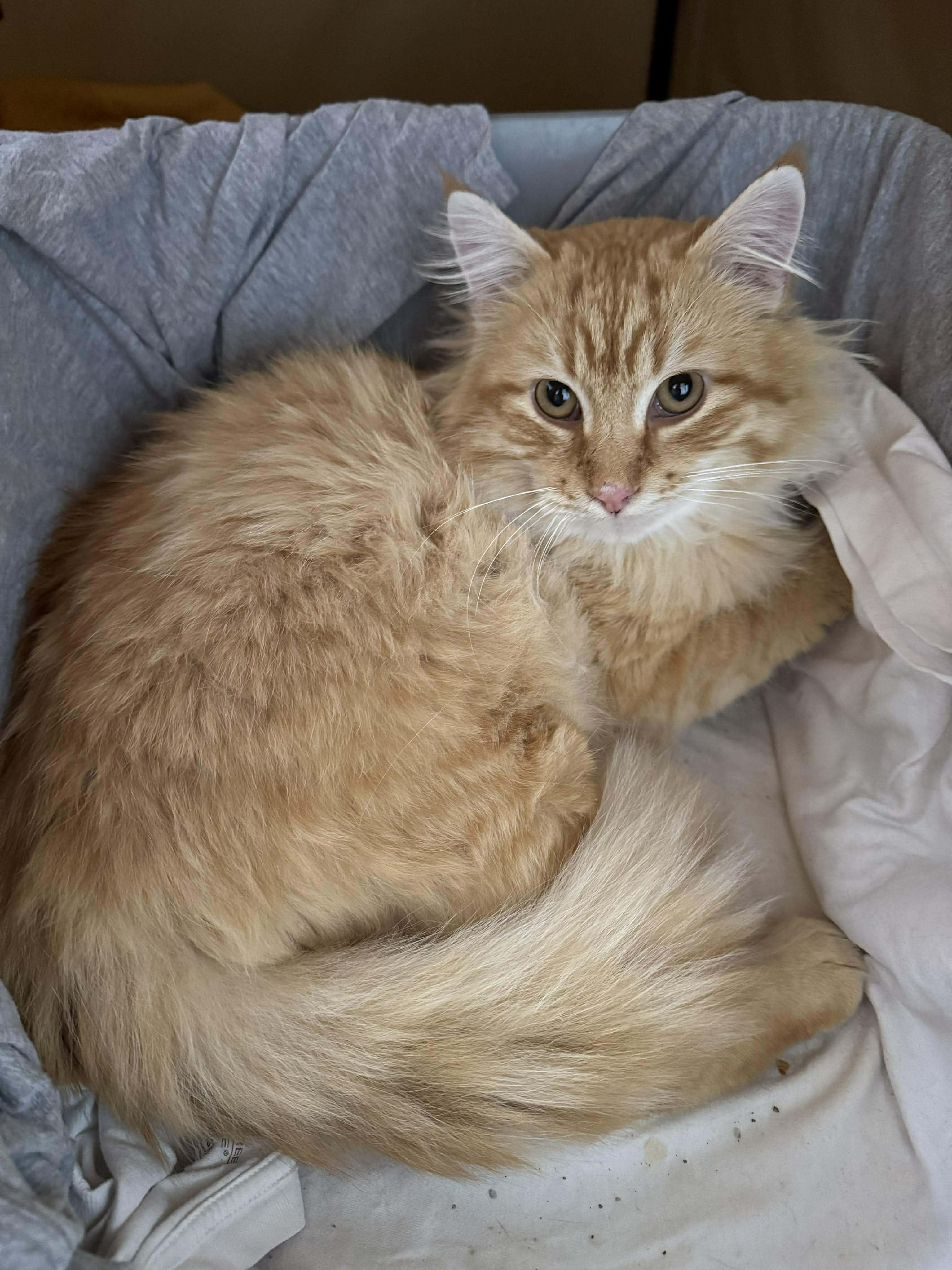 Enlarge Fluffy, a ADOPTABLE Domestic Long Hair in Waterloo, IA image 2/4