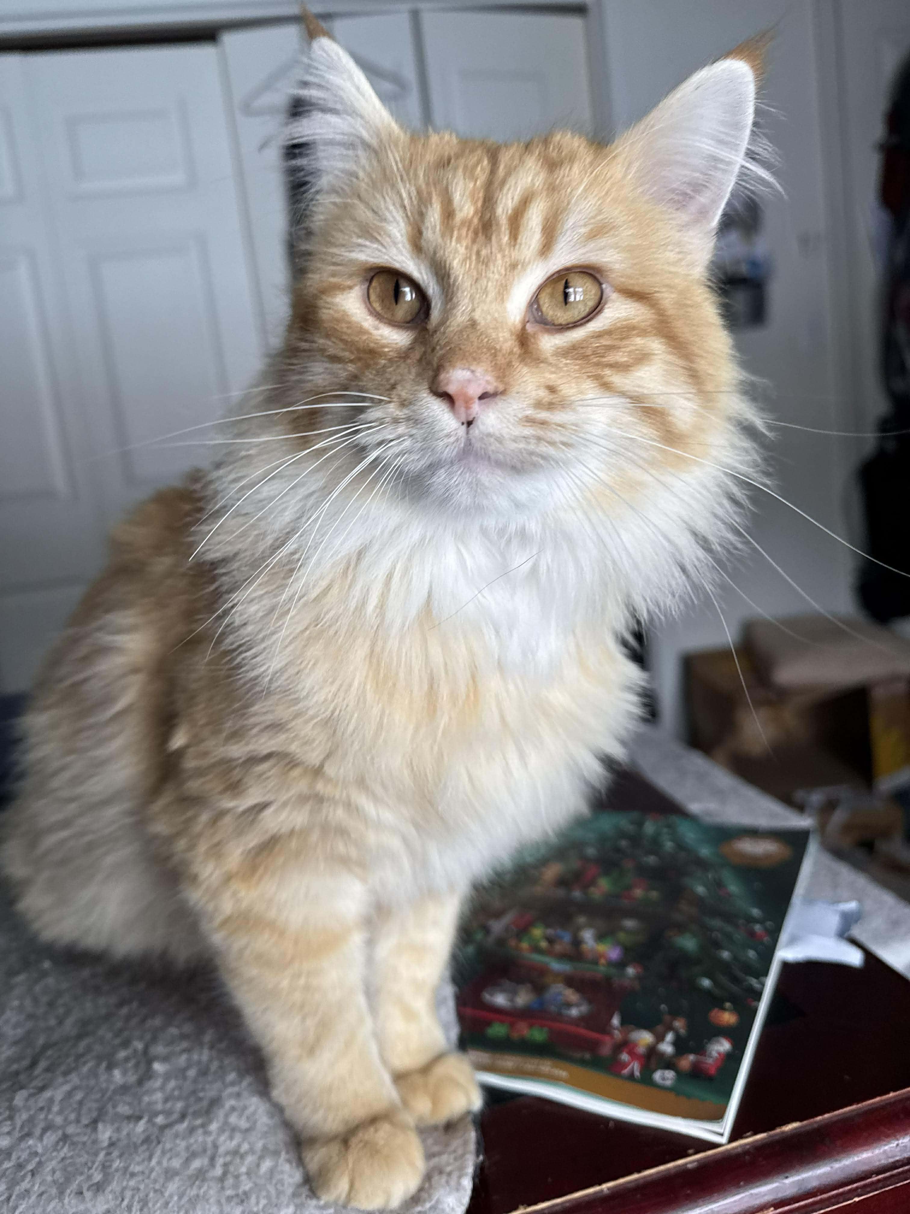Enlarge Fluffy, a ADOPTABLE Domestic Long Hair in Waterloo, IA image 3/4