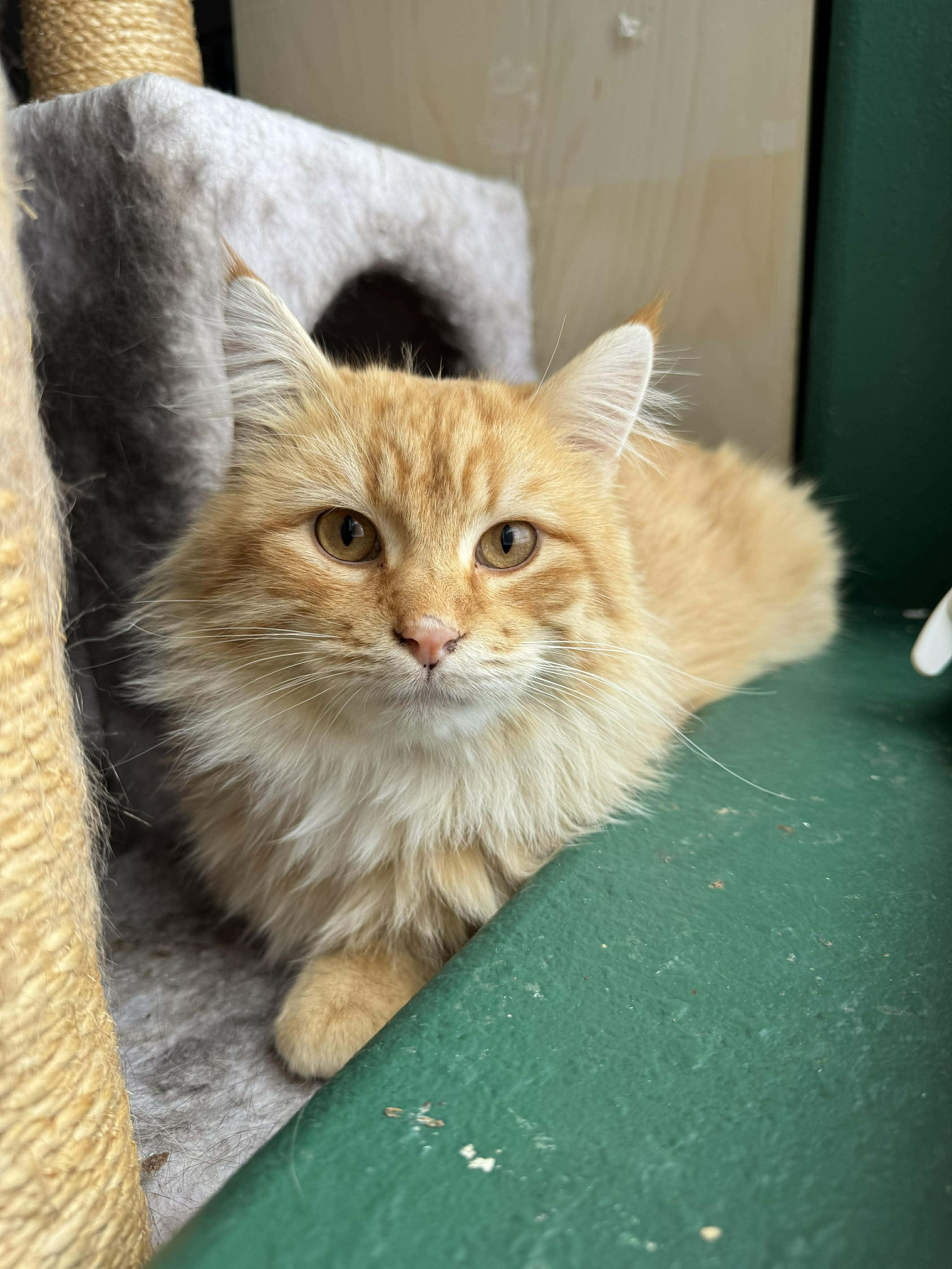 Enlarge Fluffy, a ADOPTABLE Domestic Long Hair in Waterloo, IA image 4/4