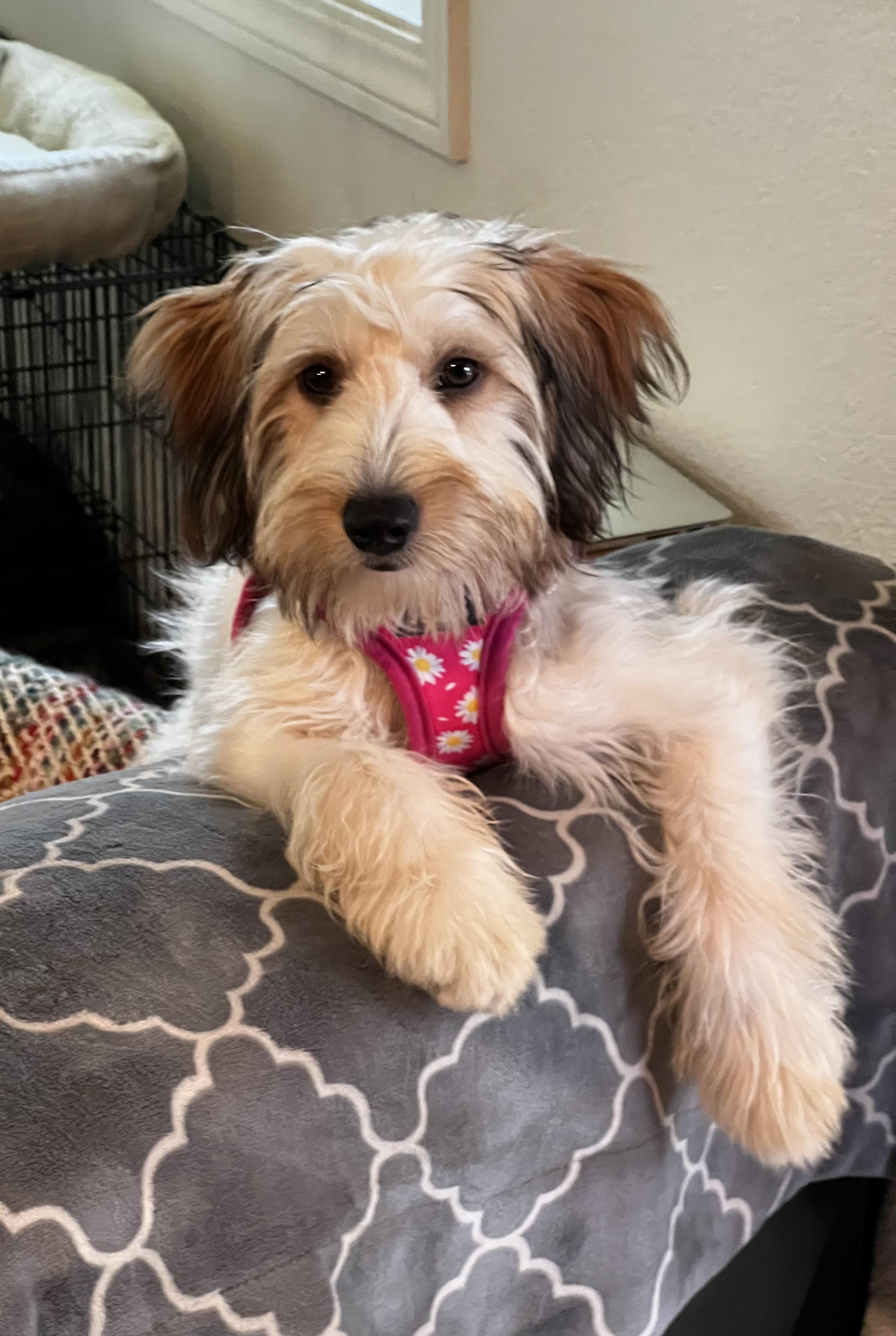Enlarge Hanna, an adopted mixed breed in San Francisco, CA image 3/5