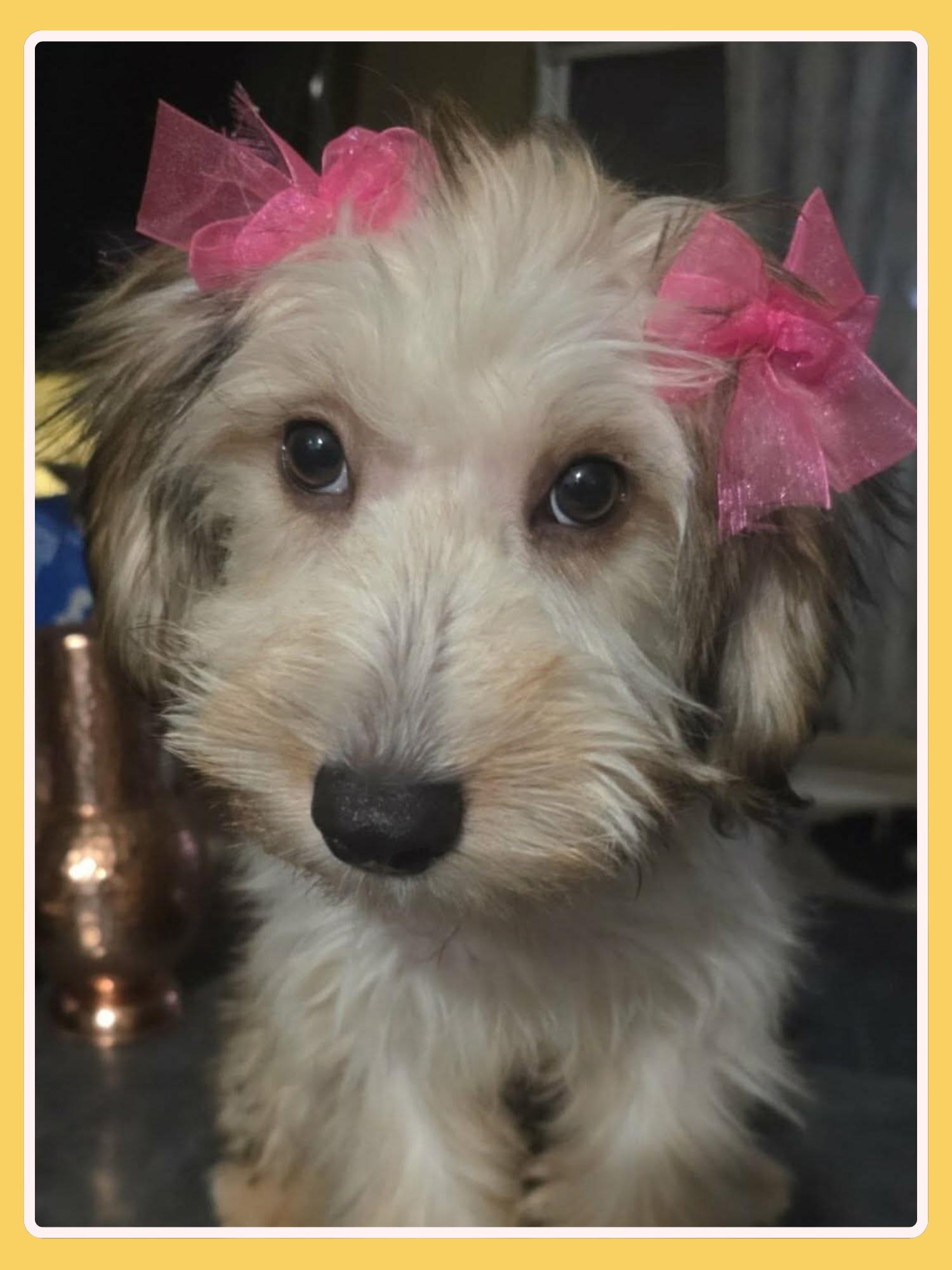 Enlarge Hanna, an adopted mixed breed in San Francisco, CA image 2/5