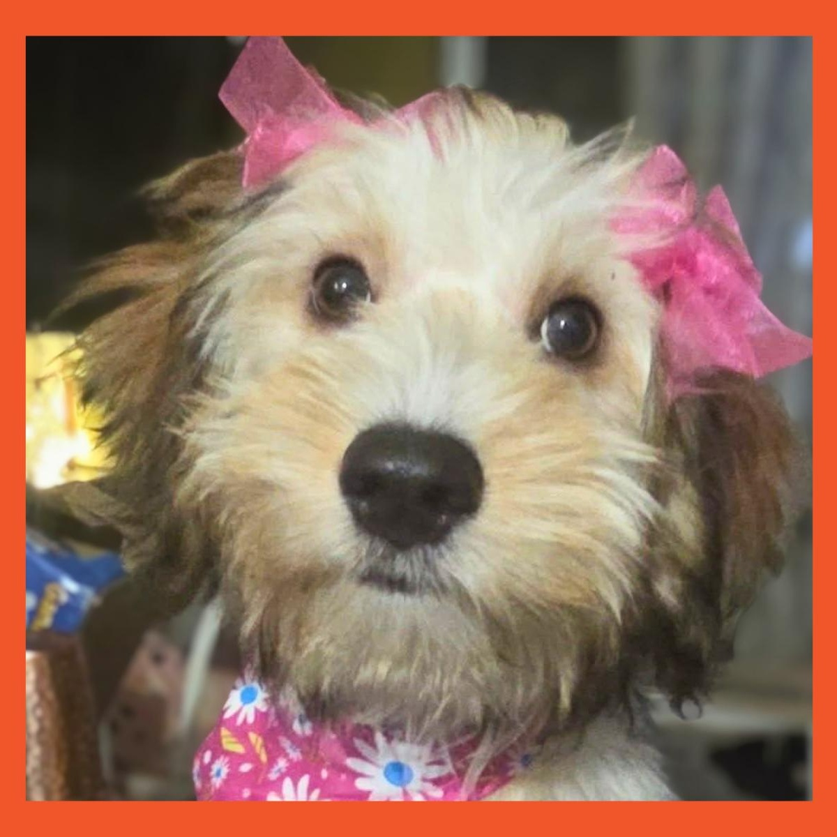 Hanna, adopted, Puppy Female Terrier.