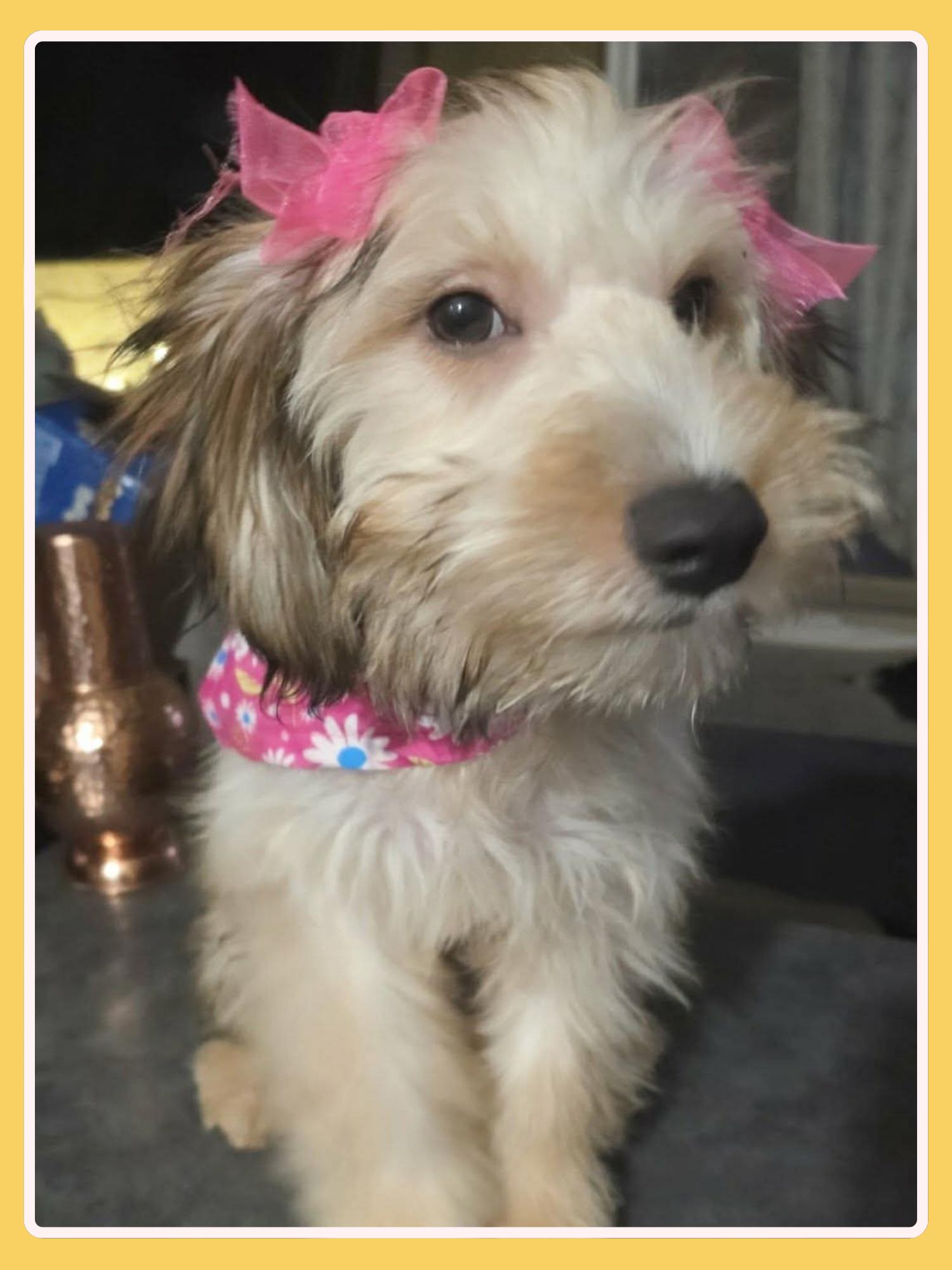 Enlarge Hanna, an adopted mixed breed in San Francisco, CA image 5/5