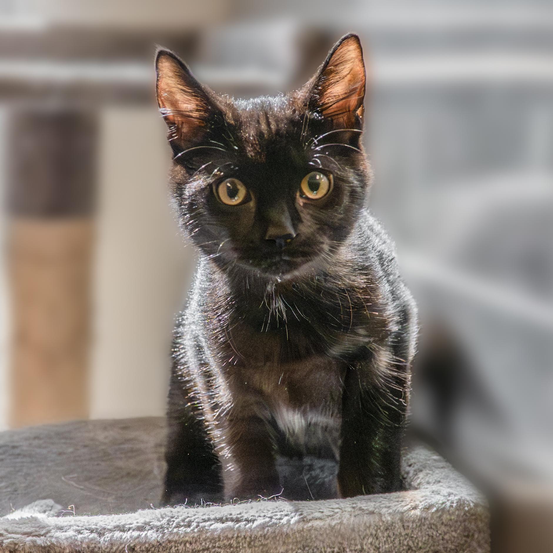 Danny, an adoptable mixed breed in Hilton Head Island, SC image 1/2