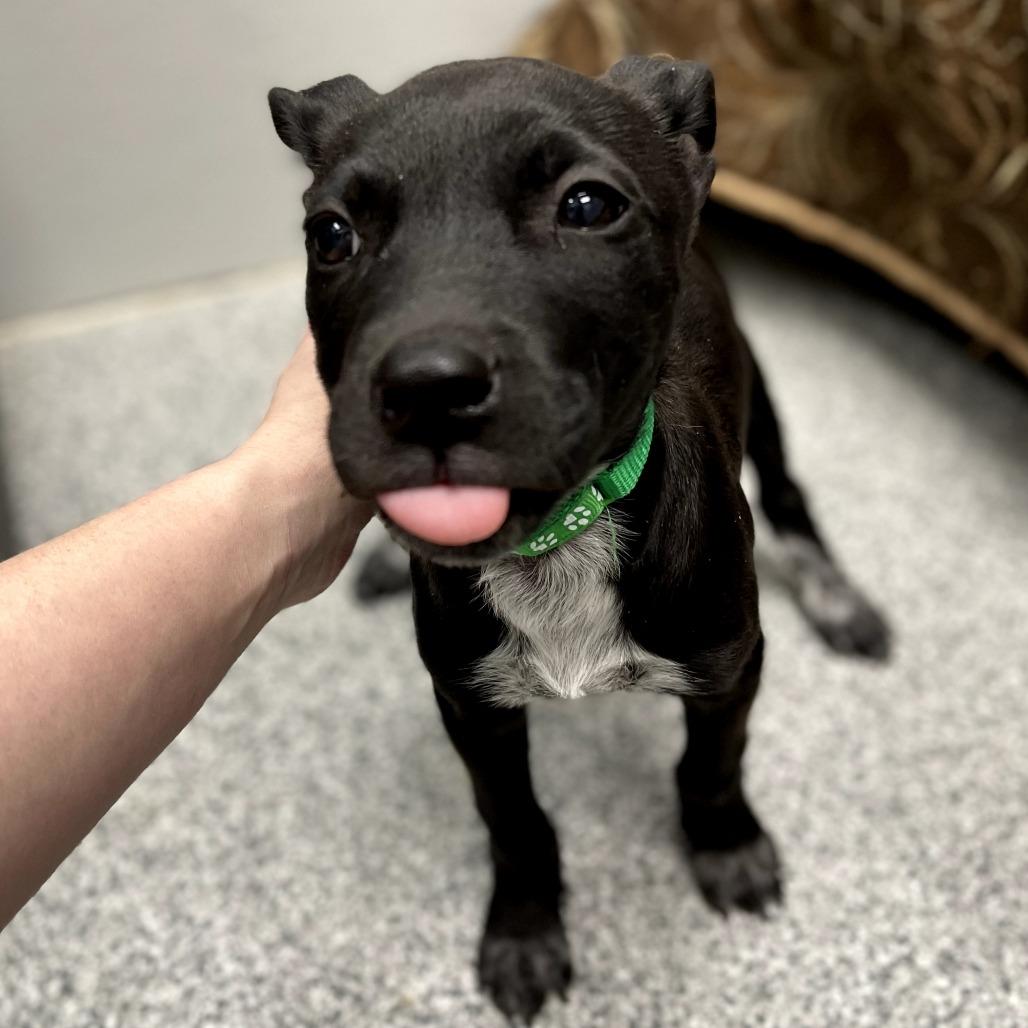 Enlarge Adam, a ADOPTABLE Mixed Breed in Monticello, IA image 1/6