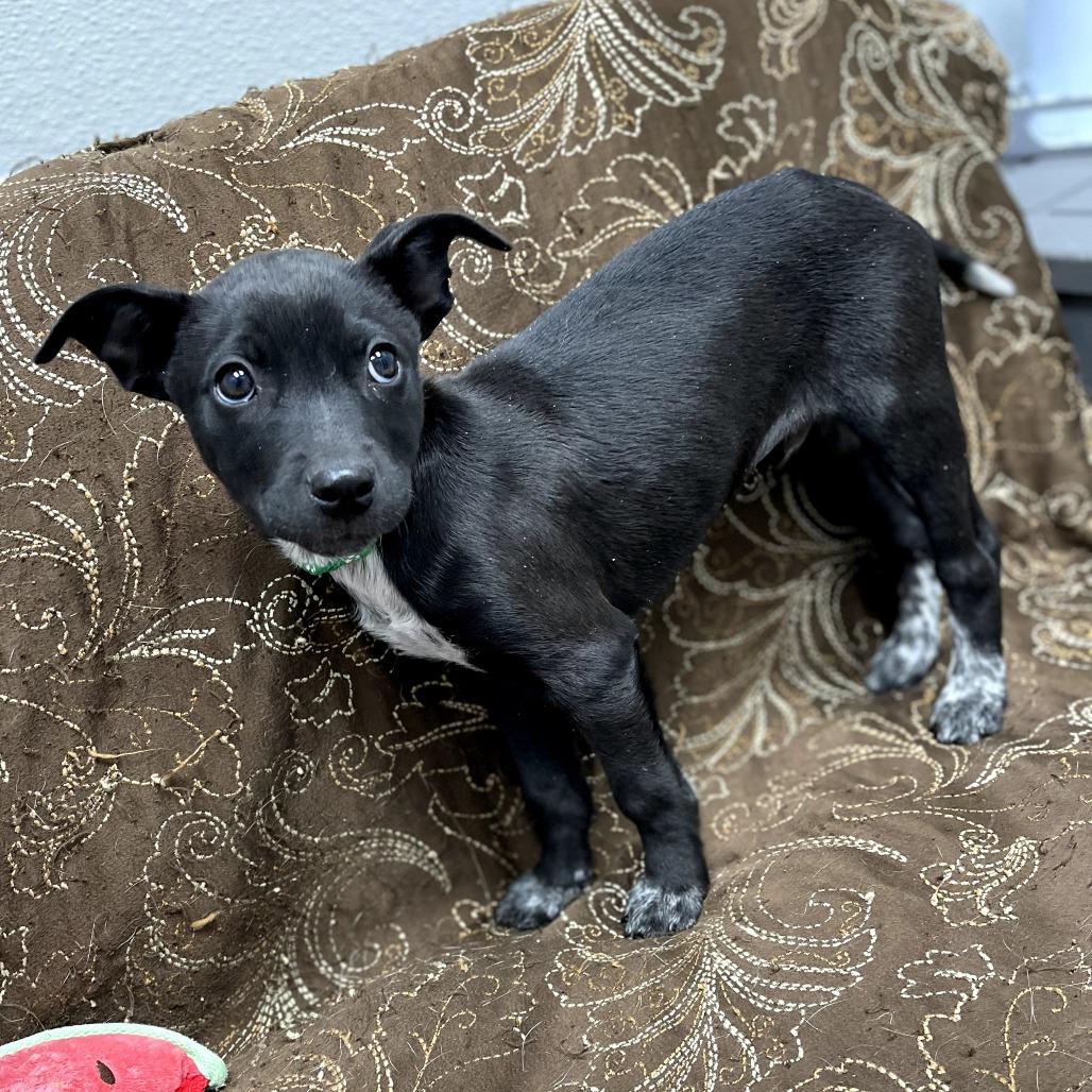 Enlarge Adam, a ADOPTABLE Mixed Breed in Monticello, IA image 2/6