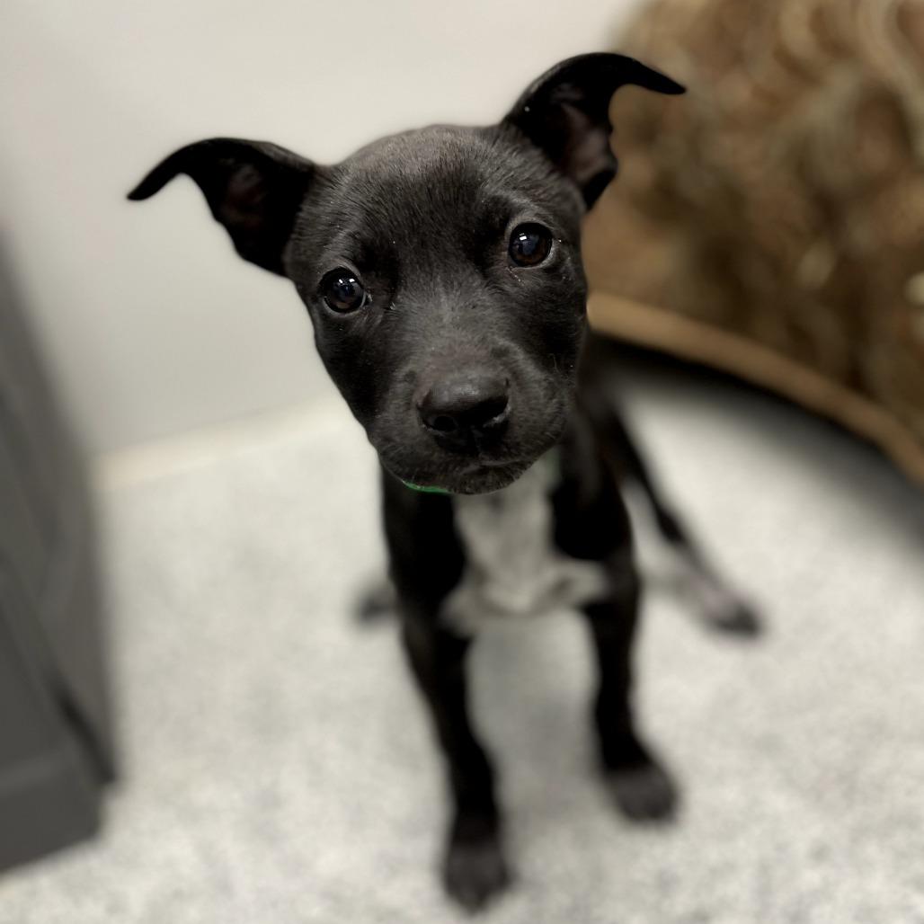 Enlarge Adam, a ADOPTABLE Mixed Breed in Monticello, IA image 3/6