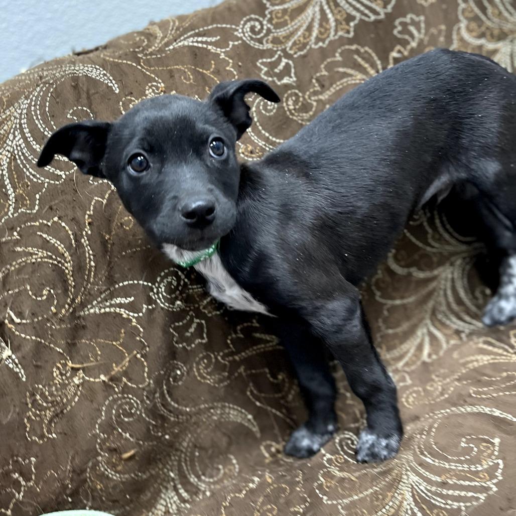 Adam, ADOPTABLE, Puppy Male Mixed Breed.