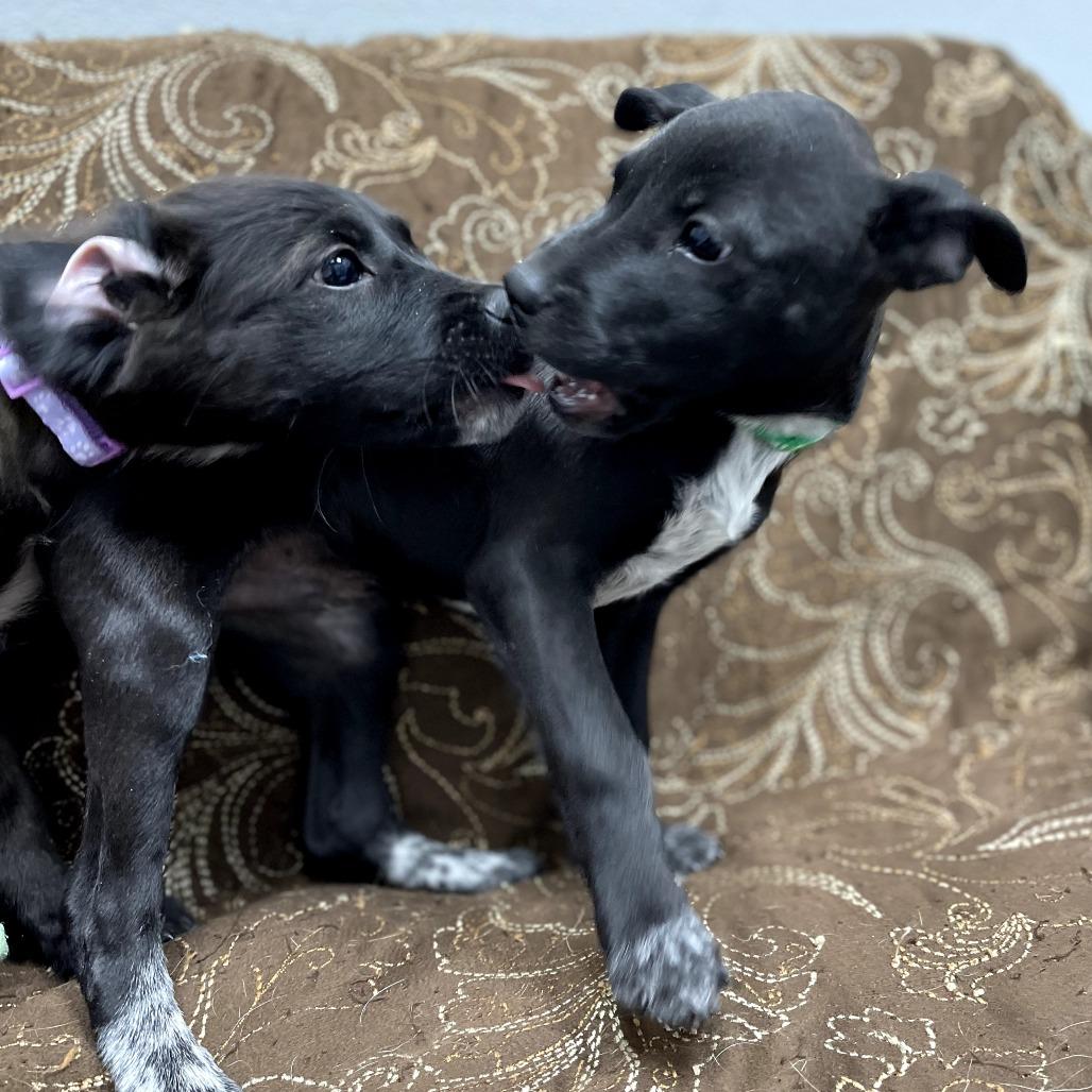 Enlarge Adam, a ADOPTABLE Mixed Breed in Monticello, IA image 5/6