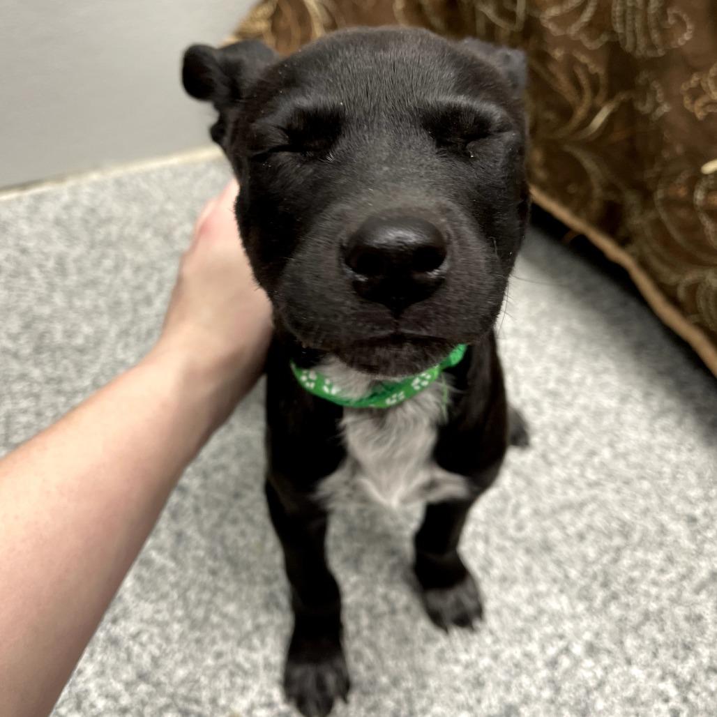 Enlarge Adam, a ADOPTABLE Mixed Breed in Monticello, IA image 6/6