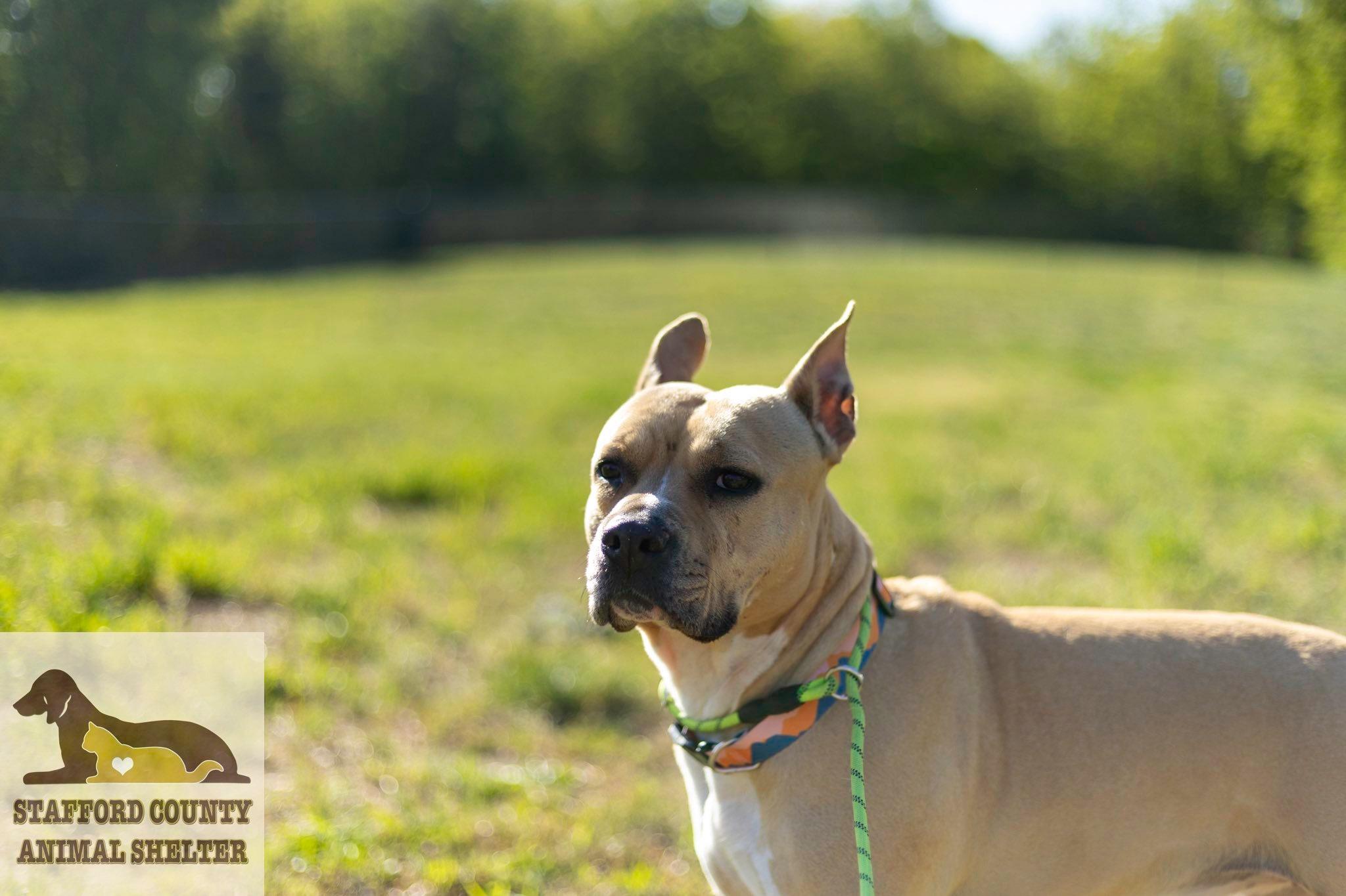 Enlarge Rose *PLEASE READ*, a ADOPTABLE mixed breed in Stafford, VA image 2/2
