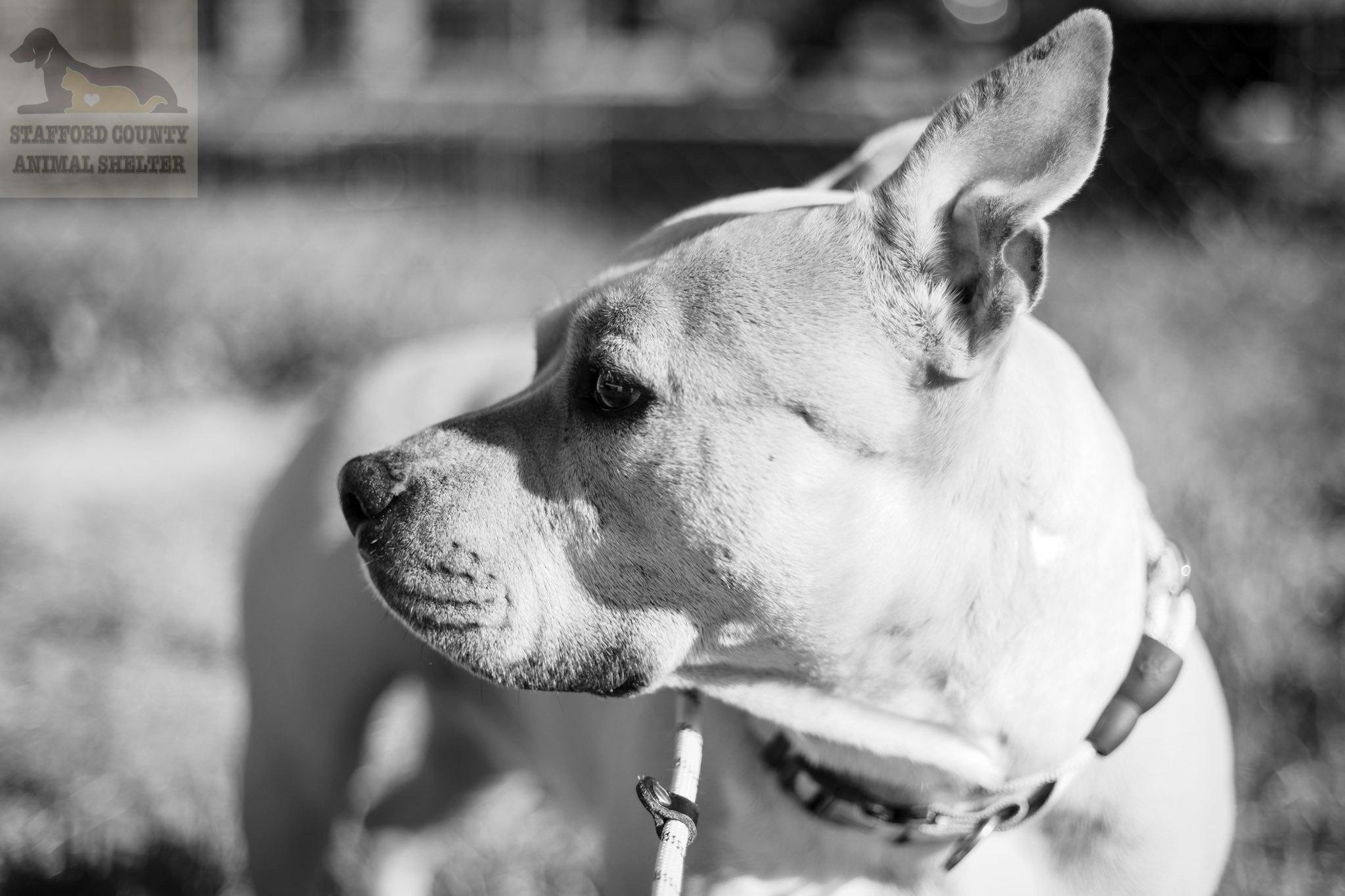 Enlarge Rose *PLEASE READ*, a ADOPTABLE mixed breed in Stafford, VA image 1/2