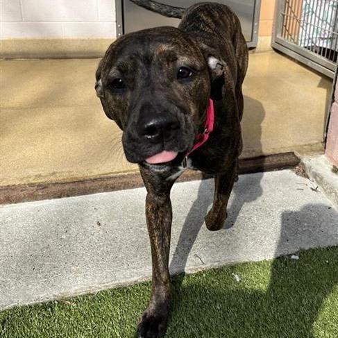 Enlarge Ethel, a Adoptable Mixed Breed in South Burlington, VT image 1/6