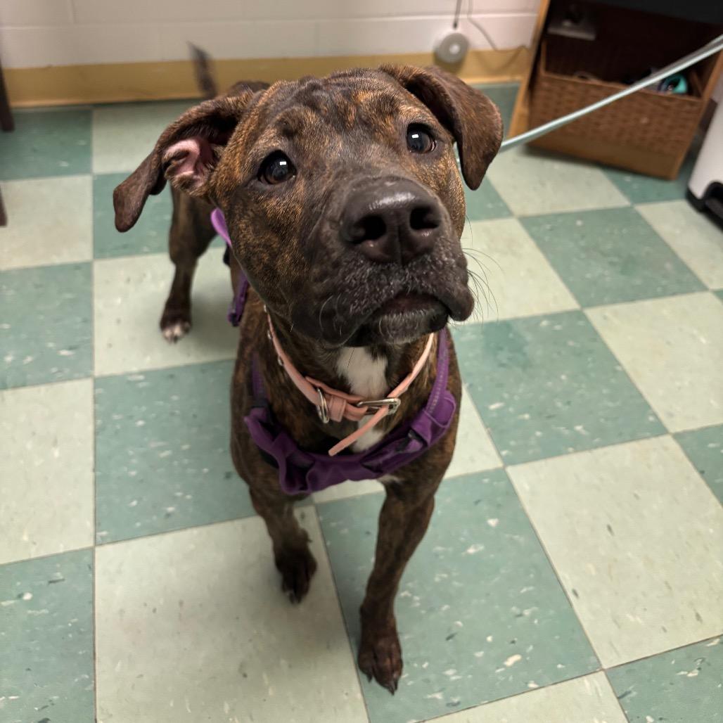 Enlarge Ethel, a Adoptable Mixed Breed in South Burlington, VT image 1/3
