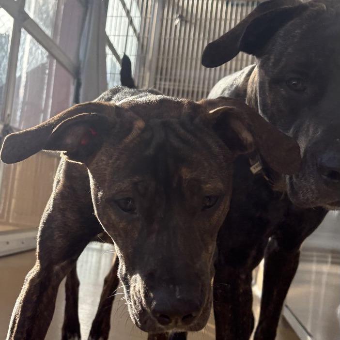 Enlarge Ethel, a Adoptable Mixed Breed in South Burlington, VT image 2/3