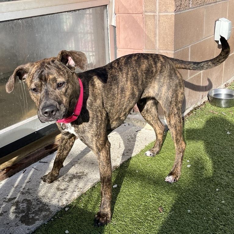Enlarge Ethel, a Adoptable Mixed Breed in South Burlington, VT image 6/6
