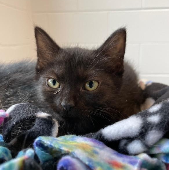Neutron, ADOPTABLE, Young Male Domestic Short Hair.