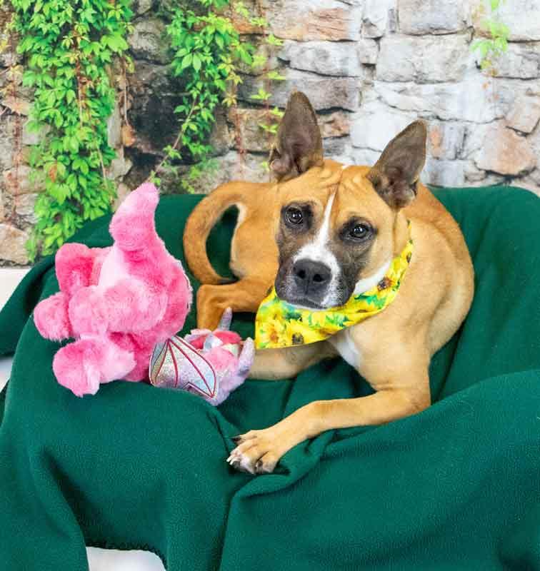 Adina, a ADOPTABLE mixed breed in Kennesaw, GA image 4/6
