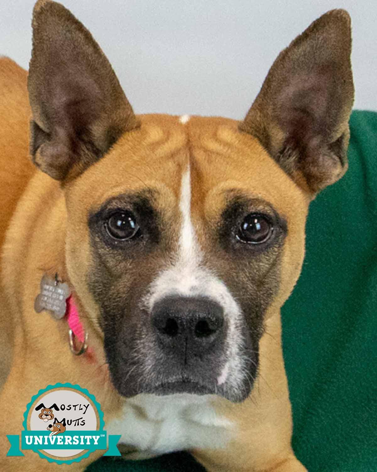 Adina, a ADOPTABLE mixed breed in Kennesaw, GA image 1/6