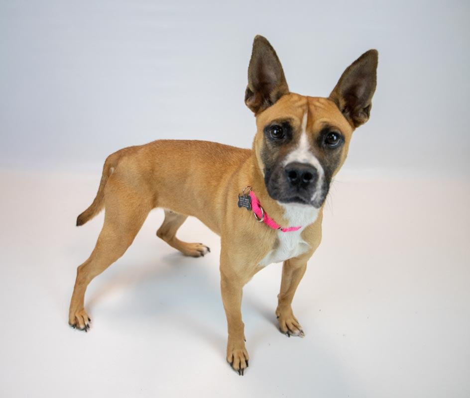 Adina, a ADOPTABLE mixed breed in Kennesaw, GA image 2/6