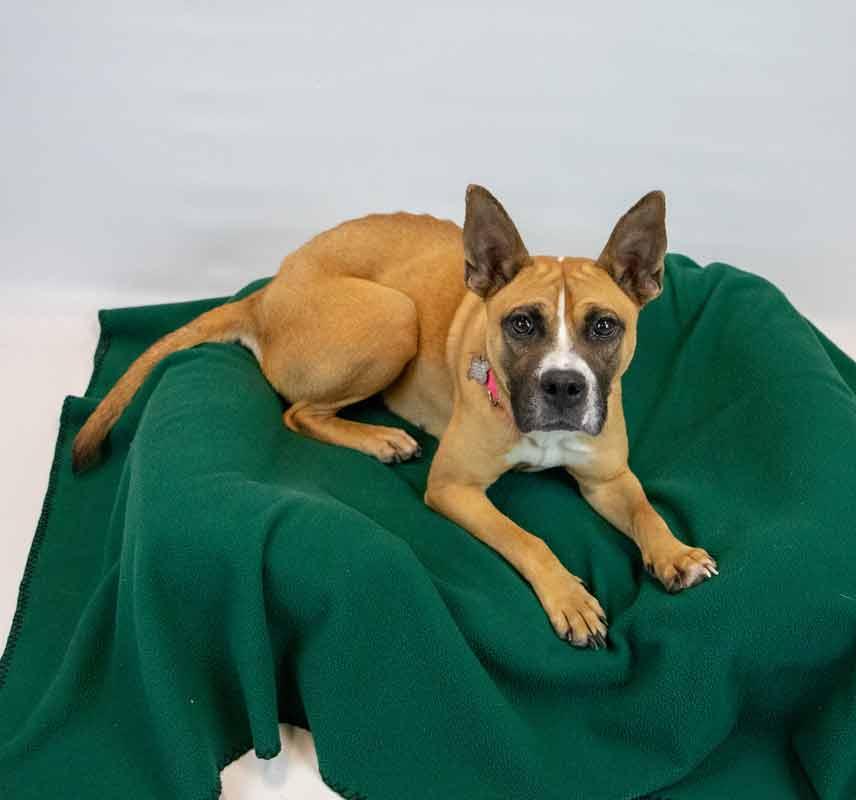 Adina, a ADOPTABLE mixed breed in Kennesaw, GA image 5/6