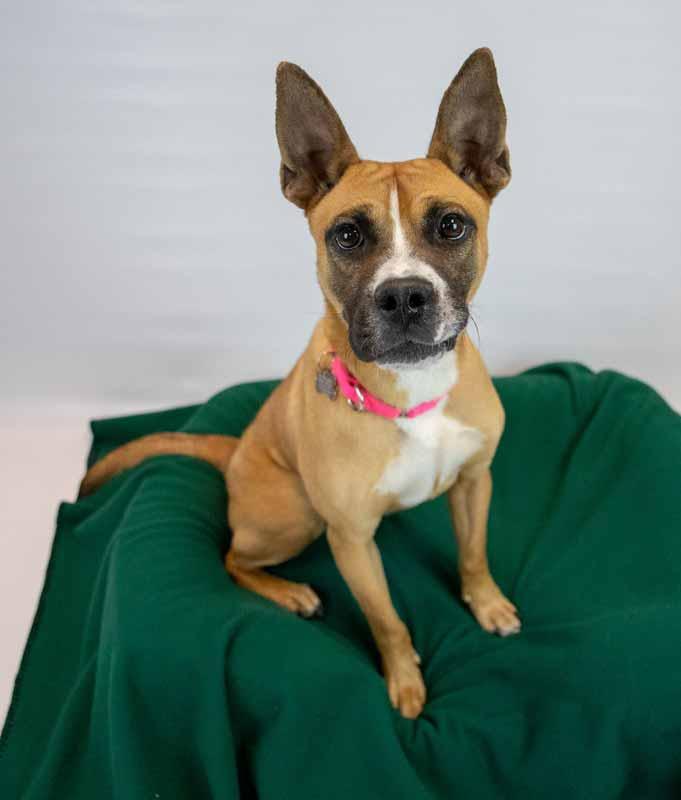 Adina, a ADOPTABLE mixed breed in Kennesaw, GA image 6/6
