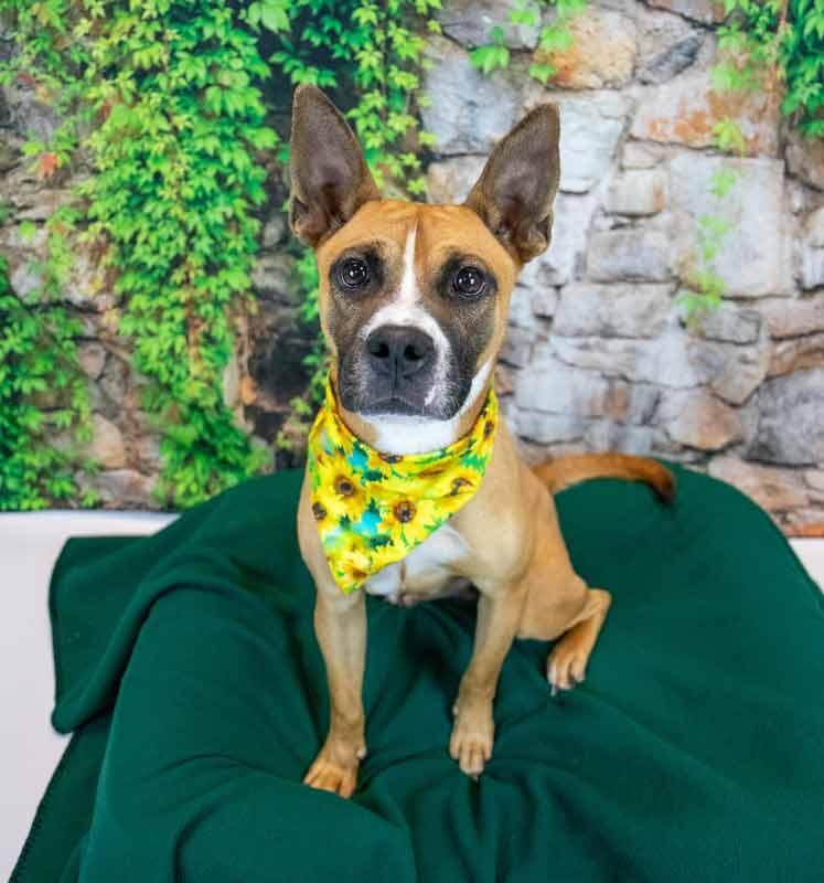 Adina, a ADOPTABLE mixed breed in Kennesaw, GA image 3/6
