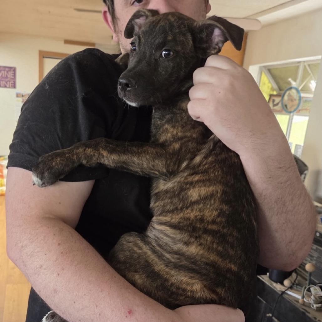 Enlarge Nugget, a Adoptable Mixed Breed in San Diego, CA image 1/2