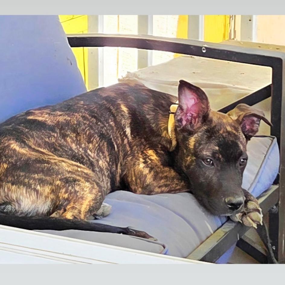 Enlarge Nugget, a Adoptable Mixed Breed in San Diego, CA image 2/2