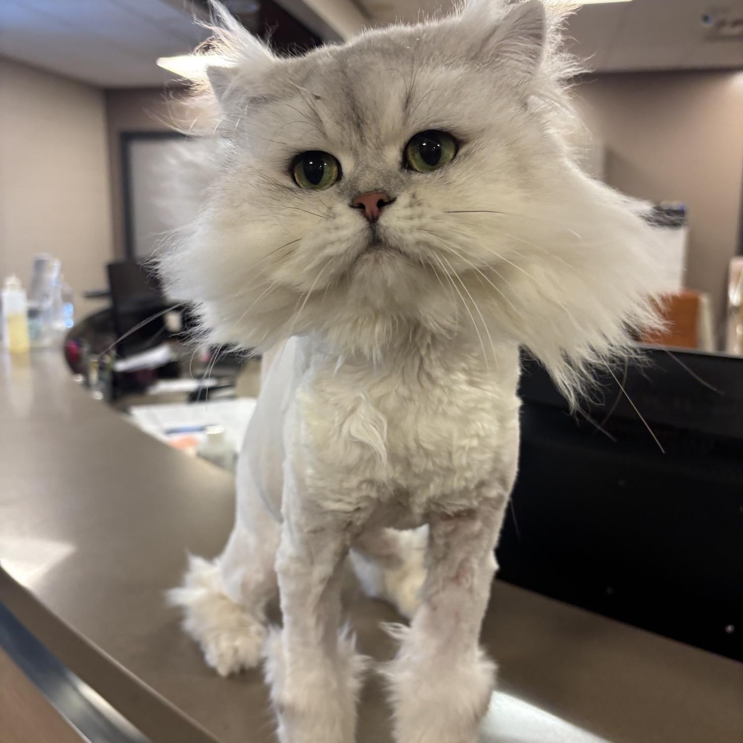 Einstein CS-128/26, Adoptable, Adult Male British Longhair.
