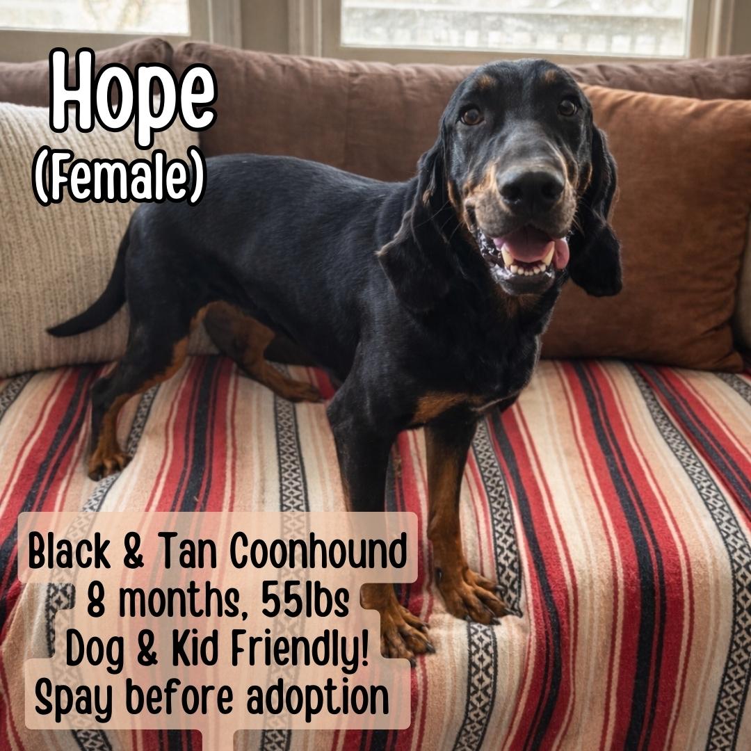 Hope, ADOPTABLE, Young Female Black and Tan Coonhound.
