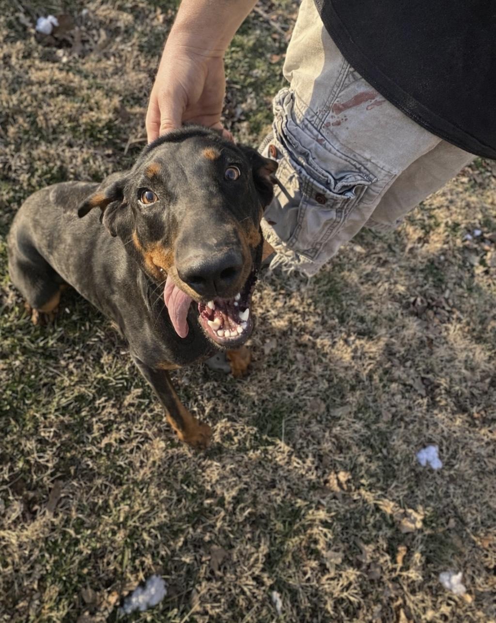 Enlarge Hope, a ADOPTABLE Black and Tan Coonhound in Lancaster, KY image 3/3