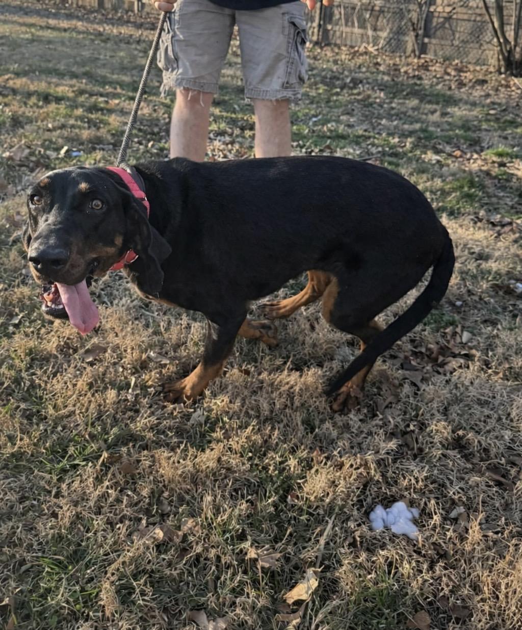 Enlarge Hope, a ADOPTABLE Black and Tan Coonhound in Lancaster, KY image 2/3