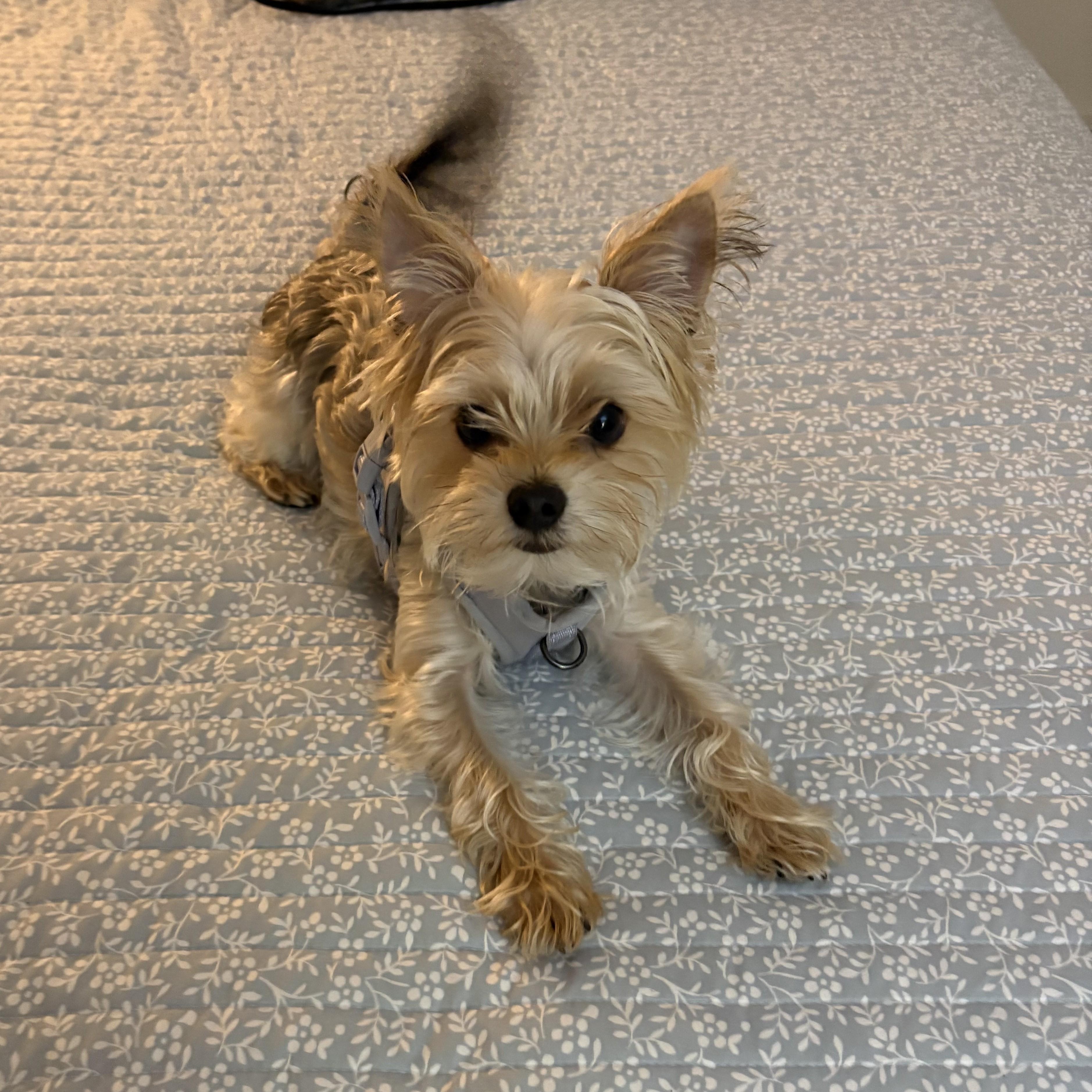 Enlarge Leo, a Adopted Yorkshire Terrier in Abington, PA image 2/6