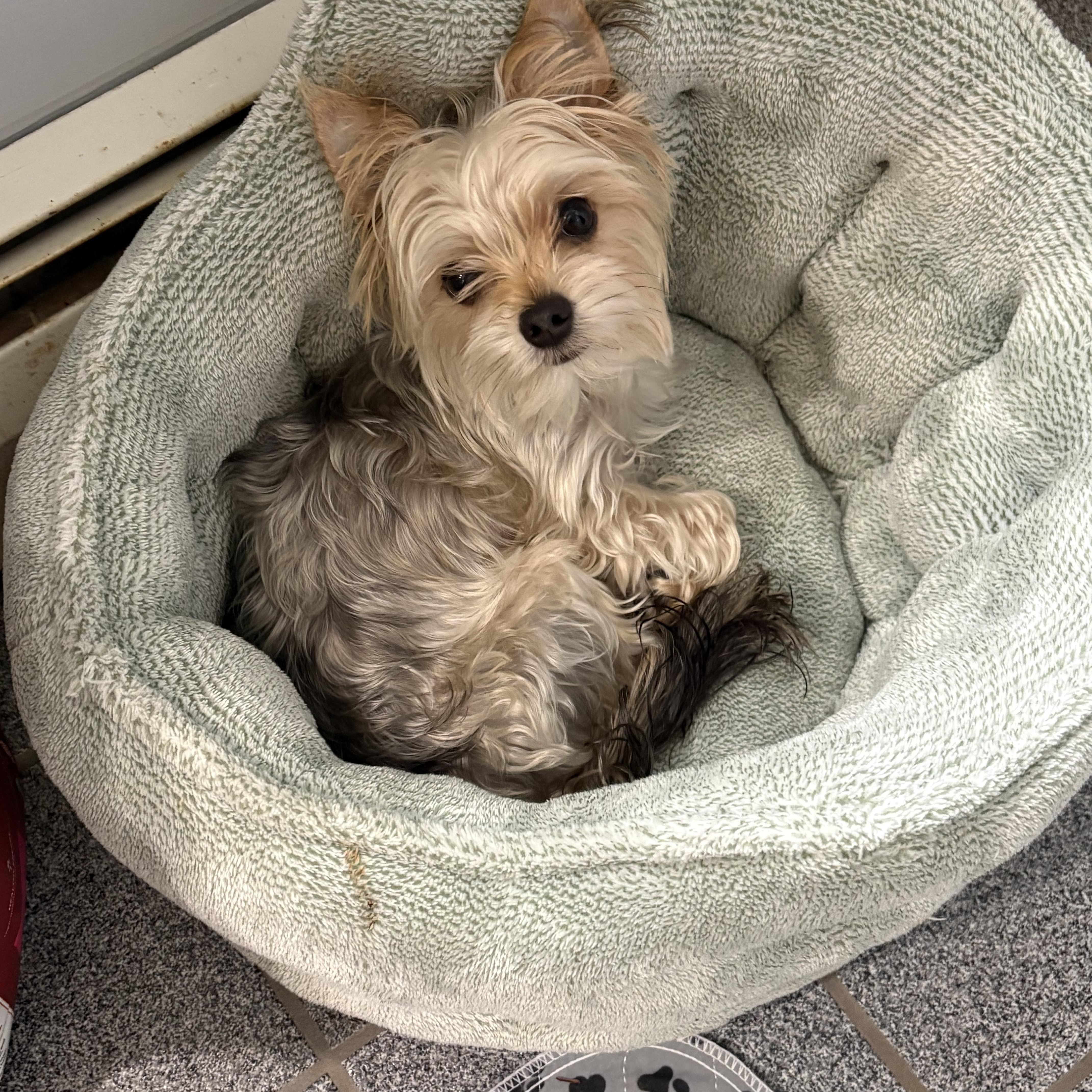 Enlarge Leo, a Adopted Yorkshire Terrier in Abington, PA image 6/6