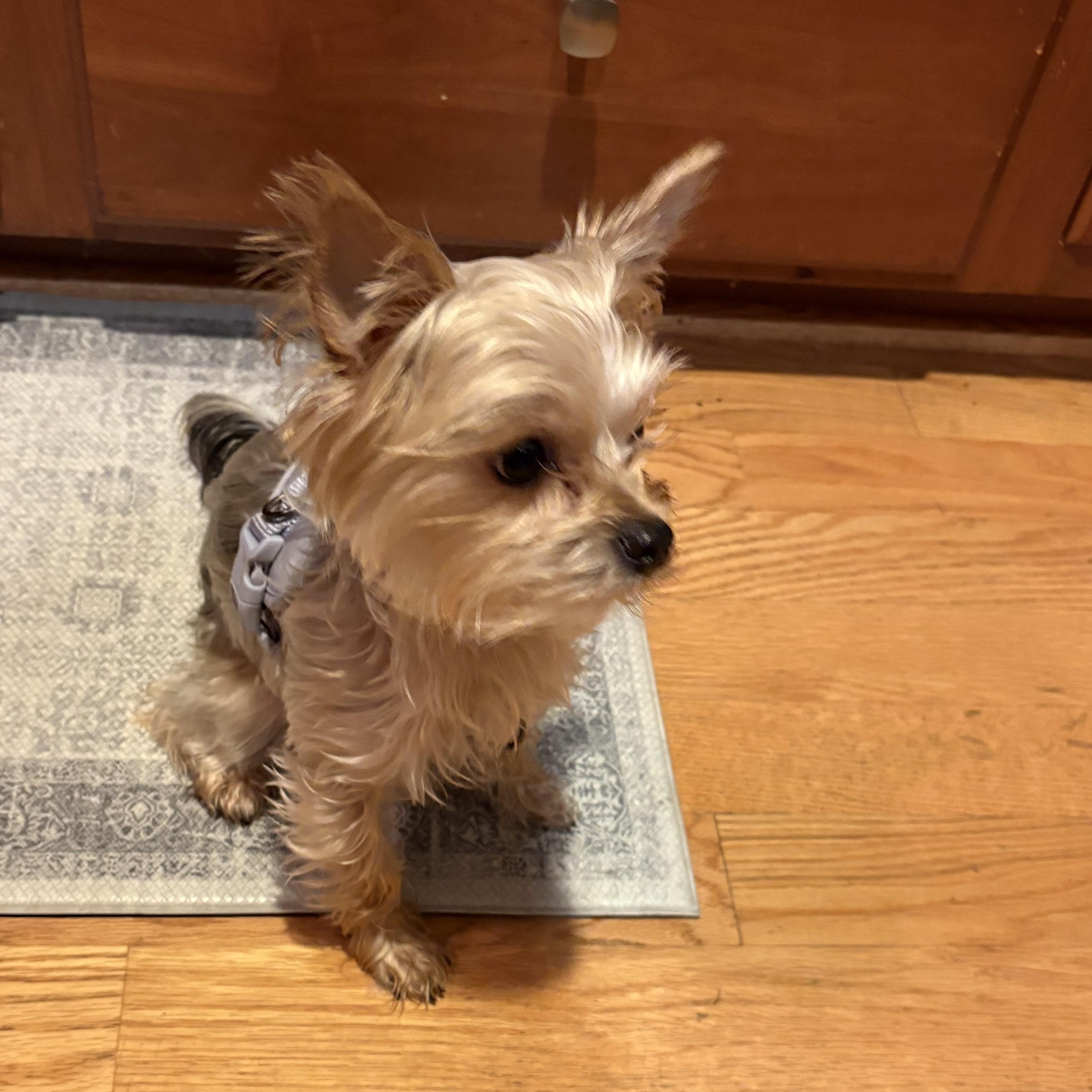 Enlarge Leo, a Adopted Yorkshire Terrier in Abington, PA image 3/6