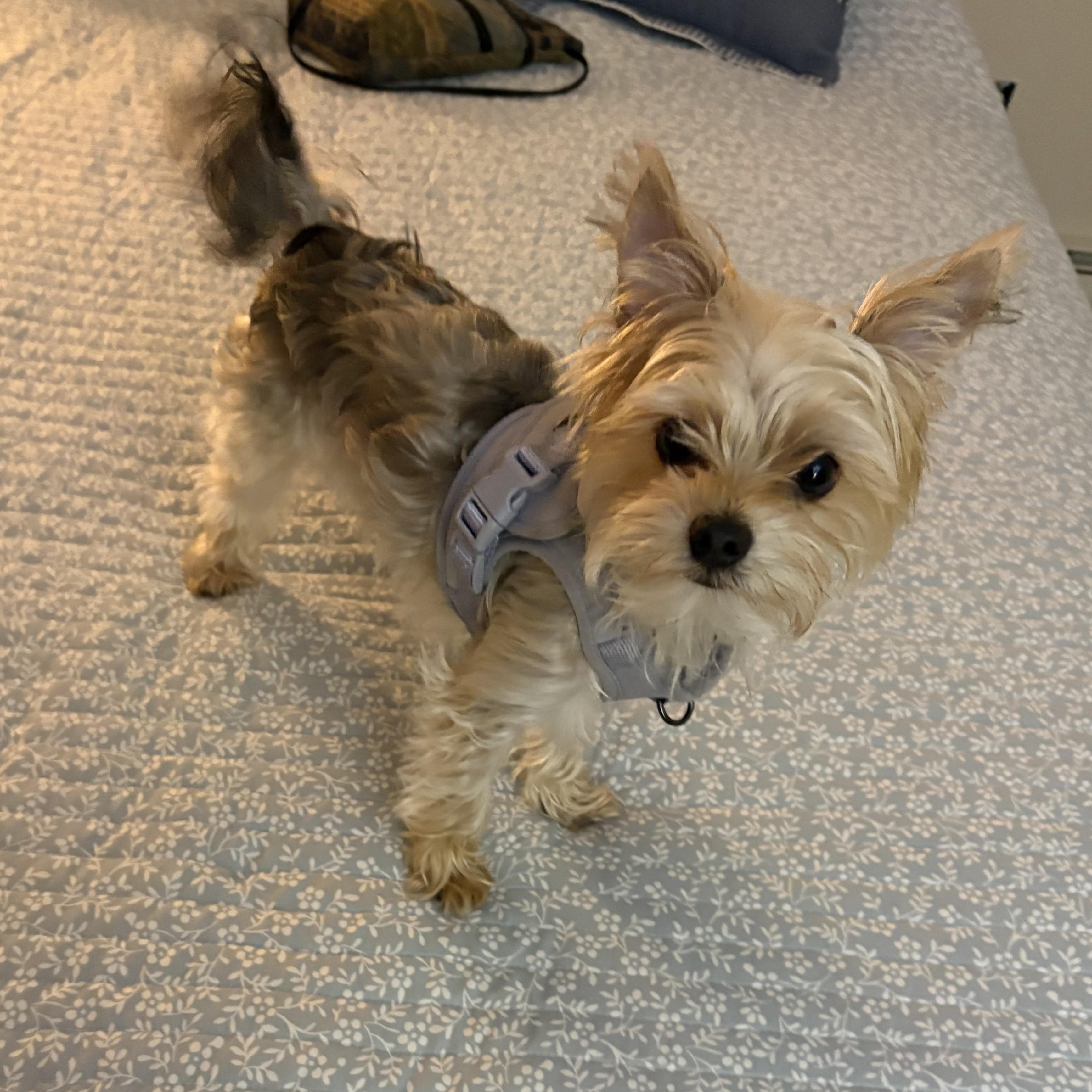 Enlarge Leo, a Adopted Yorkshire Terrier in Abington, PA image 4/6