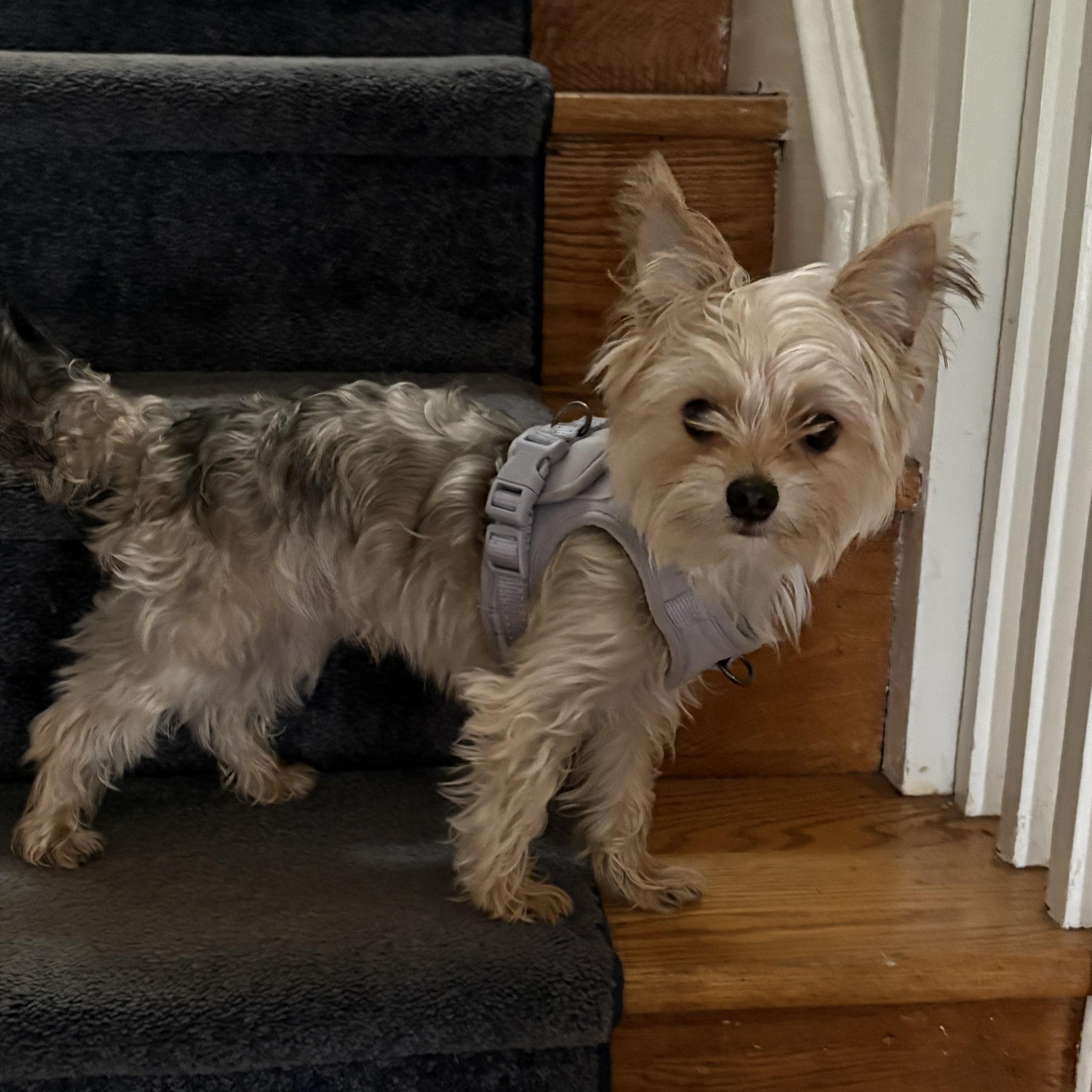 Enlarge Leo, a Adopted Yorkshire Terrier in Abington, PA image 1/6