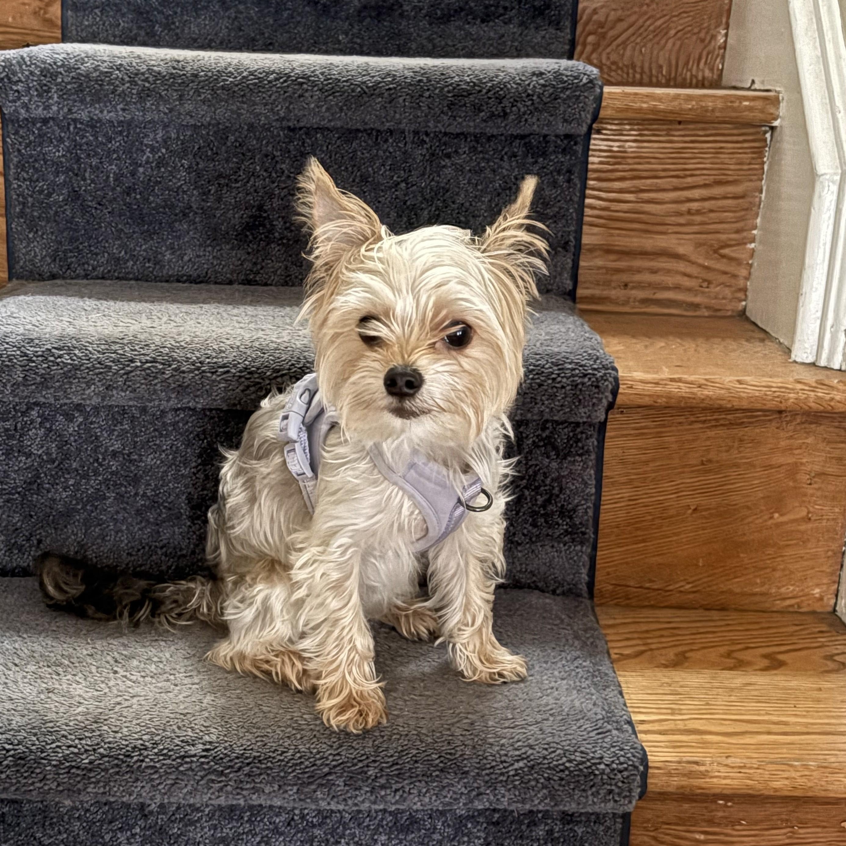Enlarge Leo, a Adopted Yorkshire Terrier in Abington, PA image 5/6